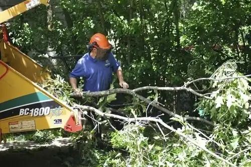 tree services Muttontown